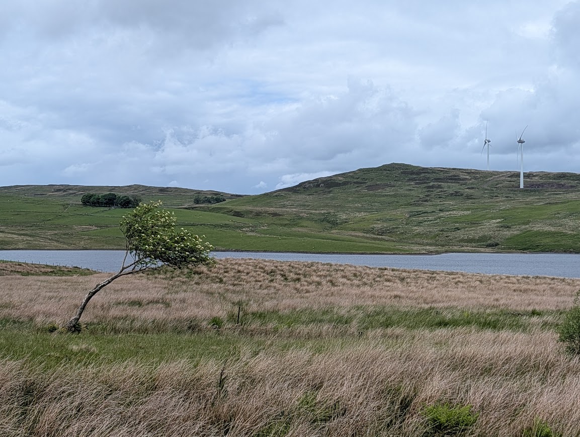 A lone tree is seen bent almost double due to the dominant wind direction