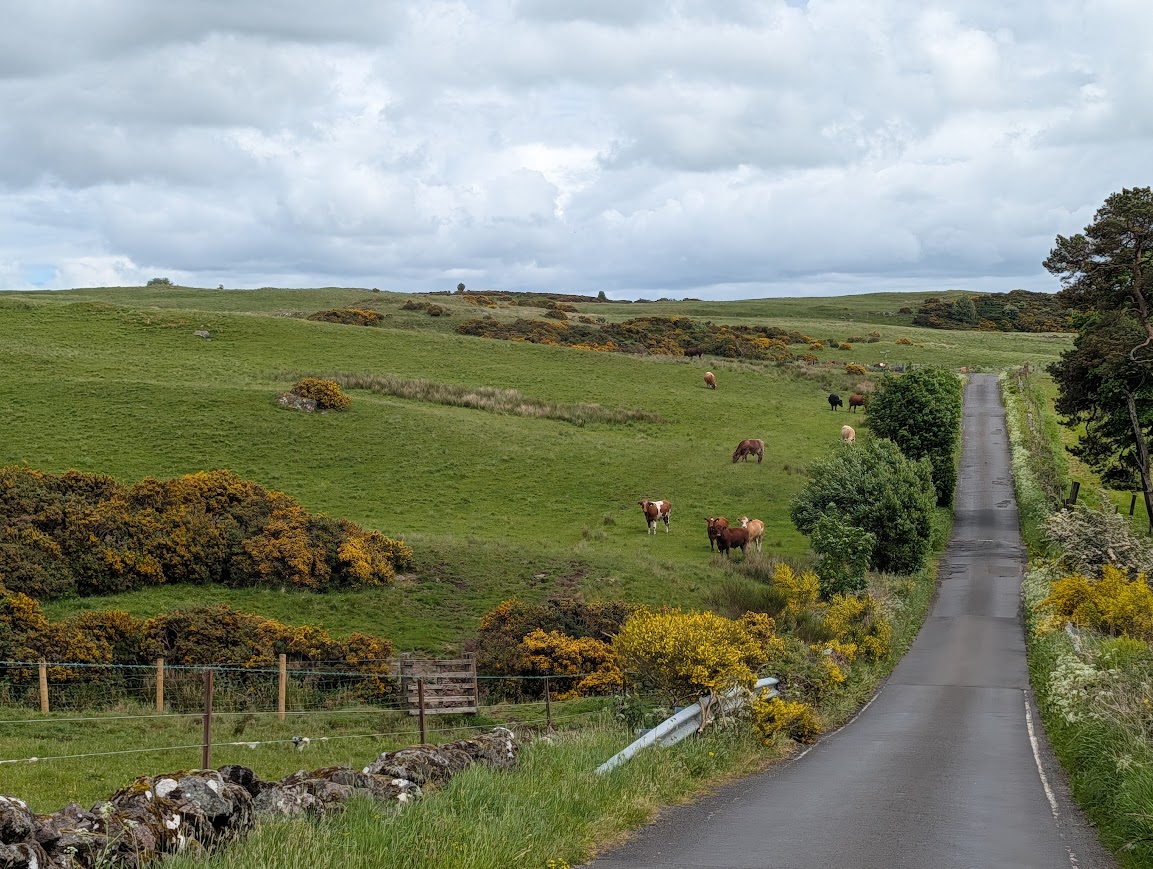 Quiet single track road nestled amongst lush farmland with some brown cows in a field to the left
