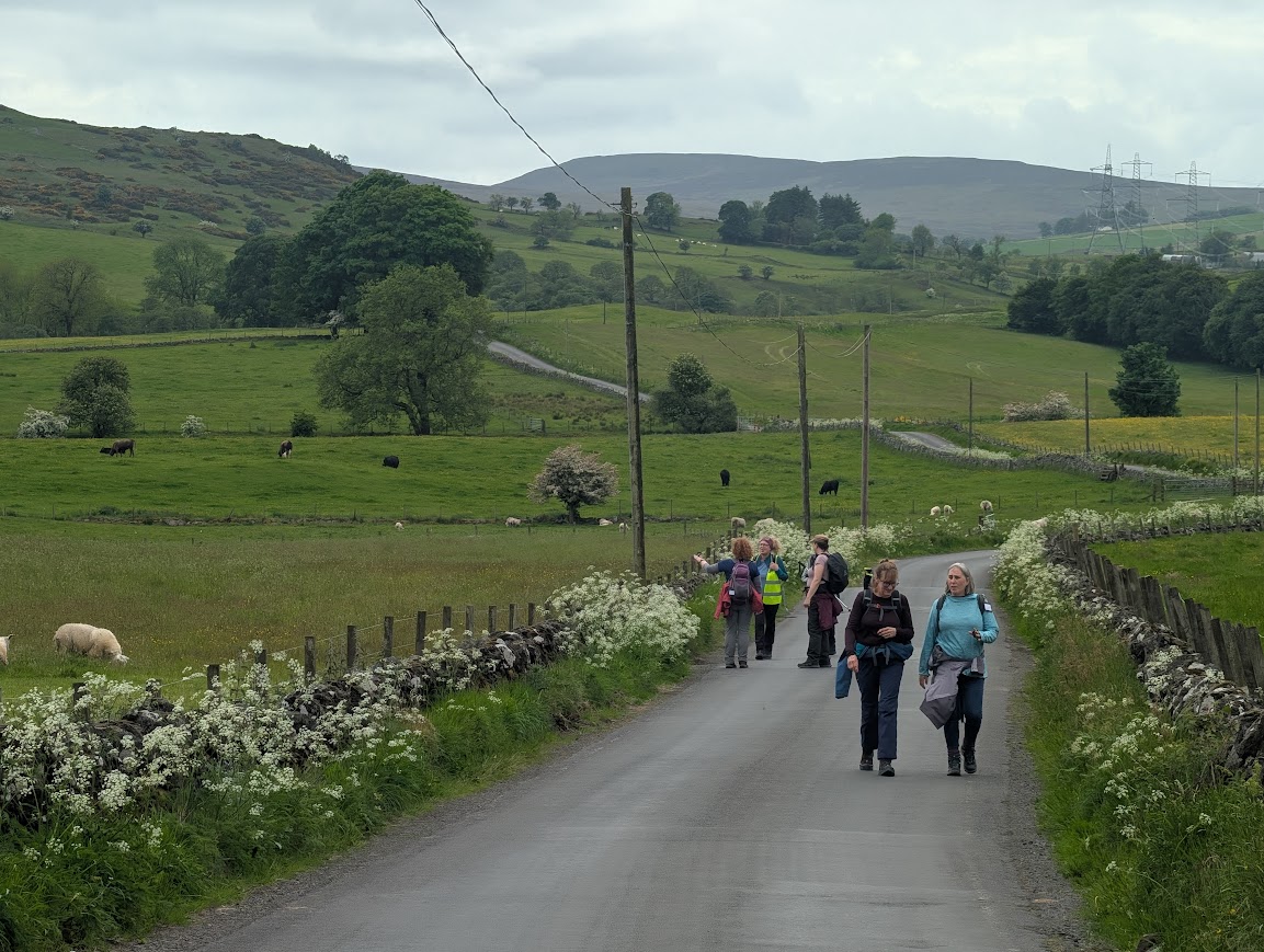 Some of the group enjoying the wildflowers growing along the roadside. All around us is lush green countryside with cows and sheep grazing the fields. Some telegraph poles and electricity pylons are visible.