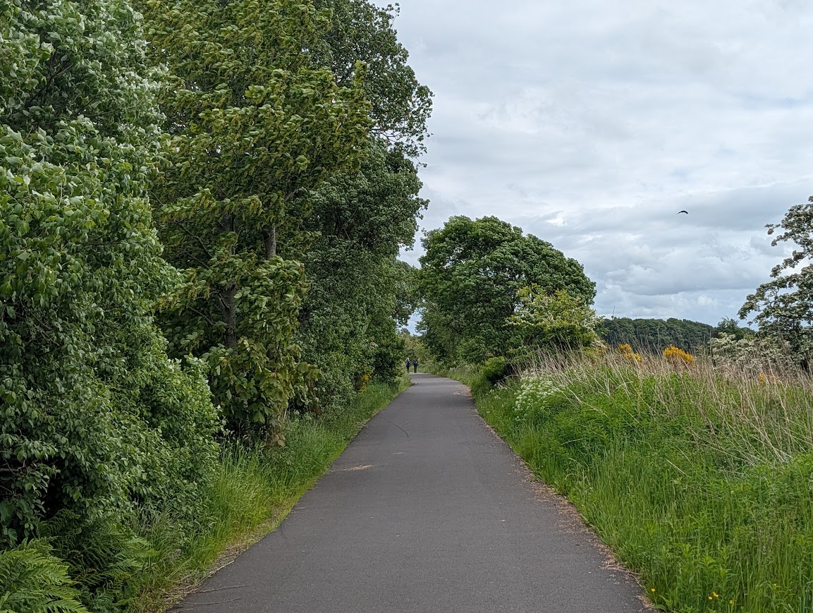An empty cycle track with tall trees to the left and an abundance of wildflowers to the right
