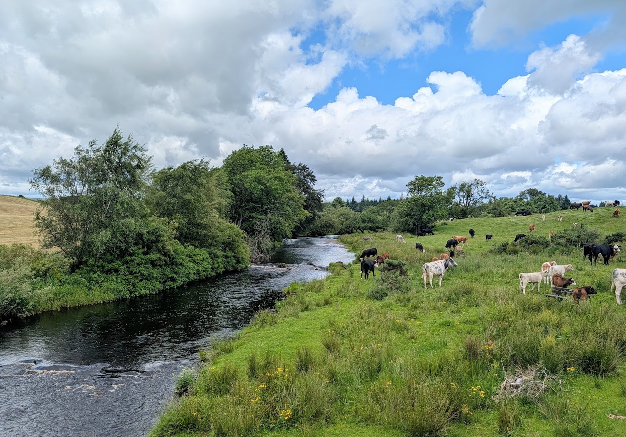 The Gryffe Water surrounded by lush countryside and grazing cattle