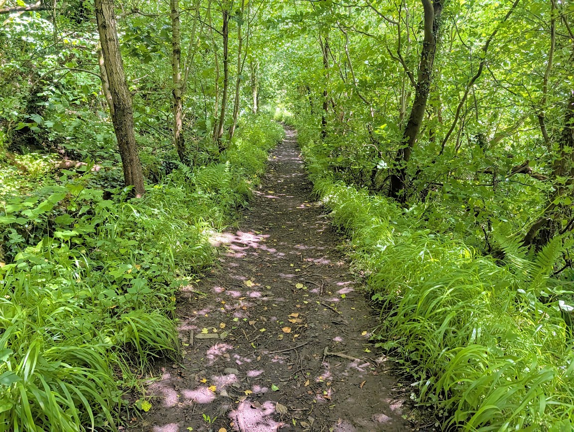Narrow earth trail with trees either side