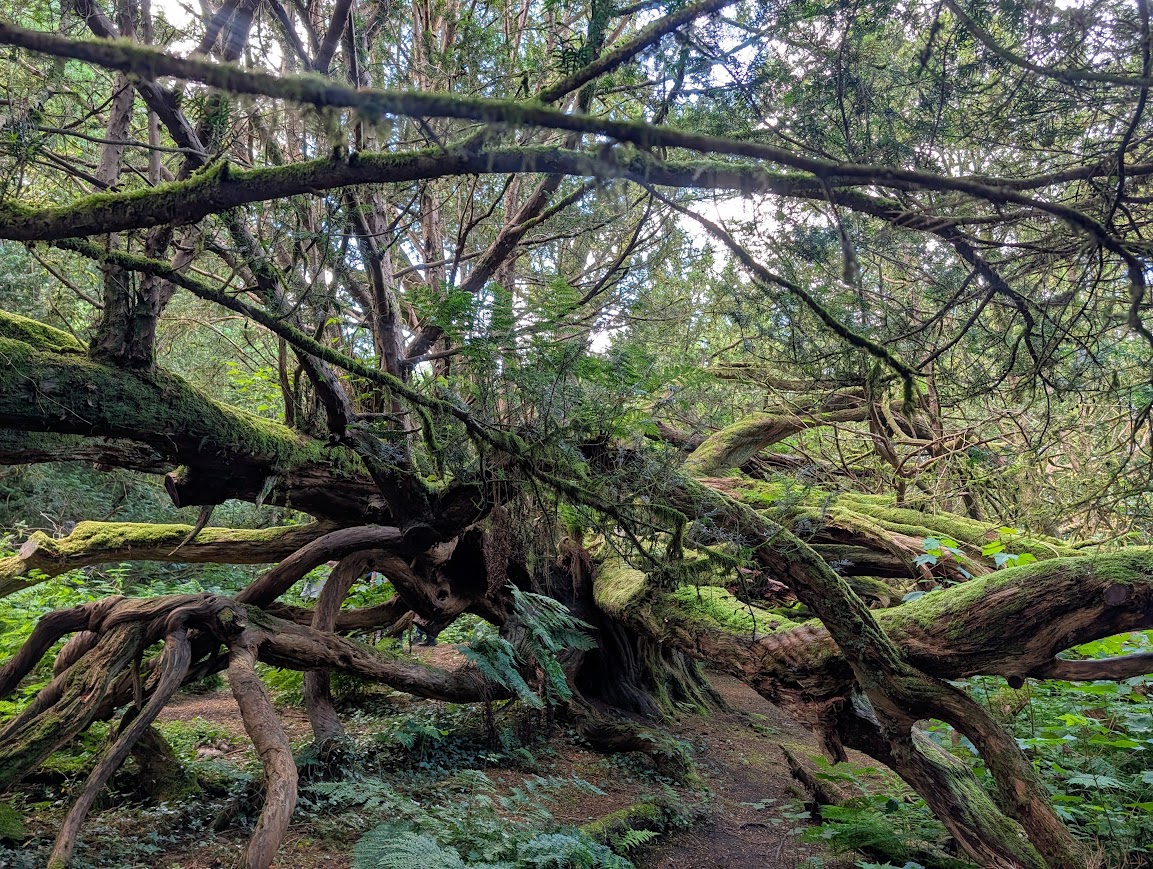 An old Yew tree, it's branches all intertwined