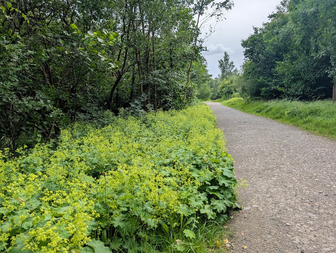 A woodland footpath lined with Lady's Mantle
