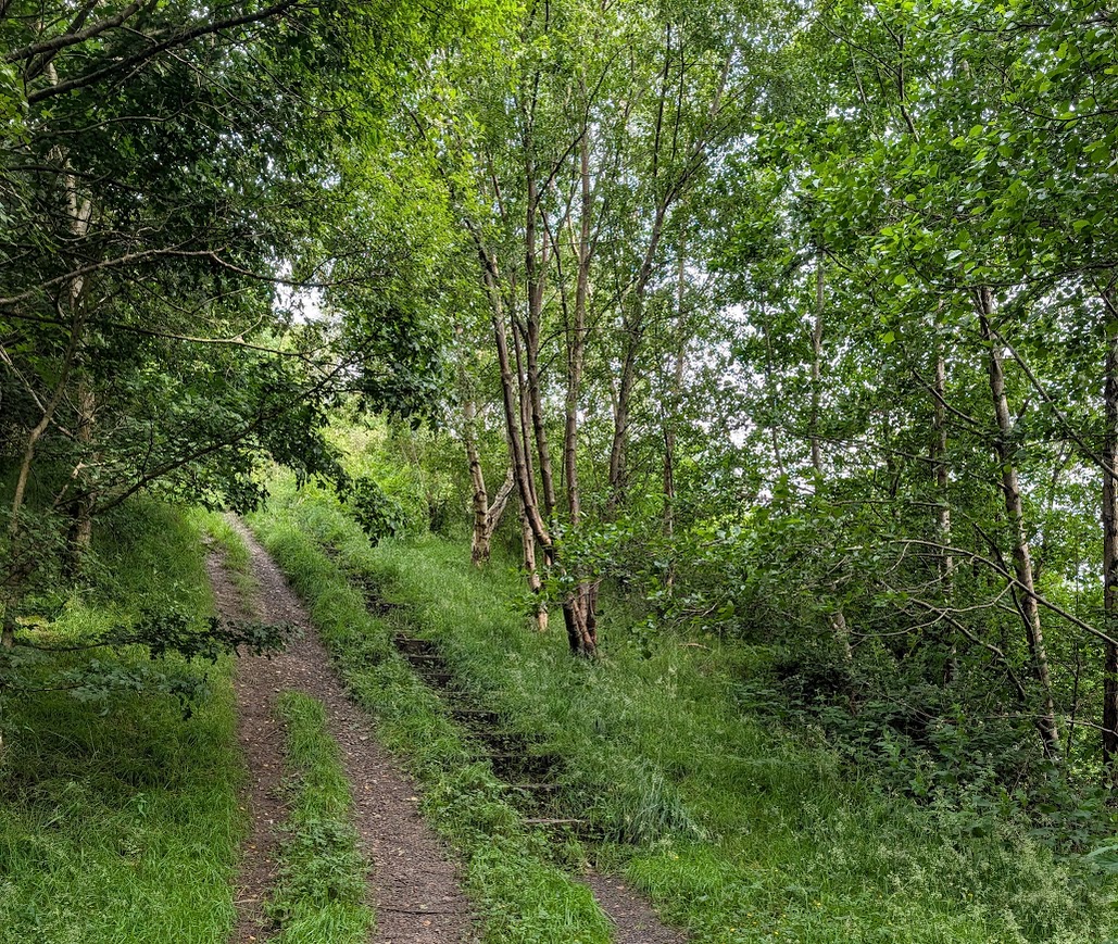 Steep set of steps on a woodland trail