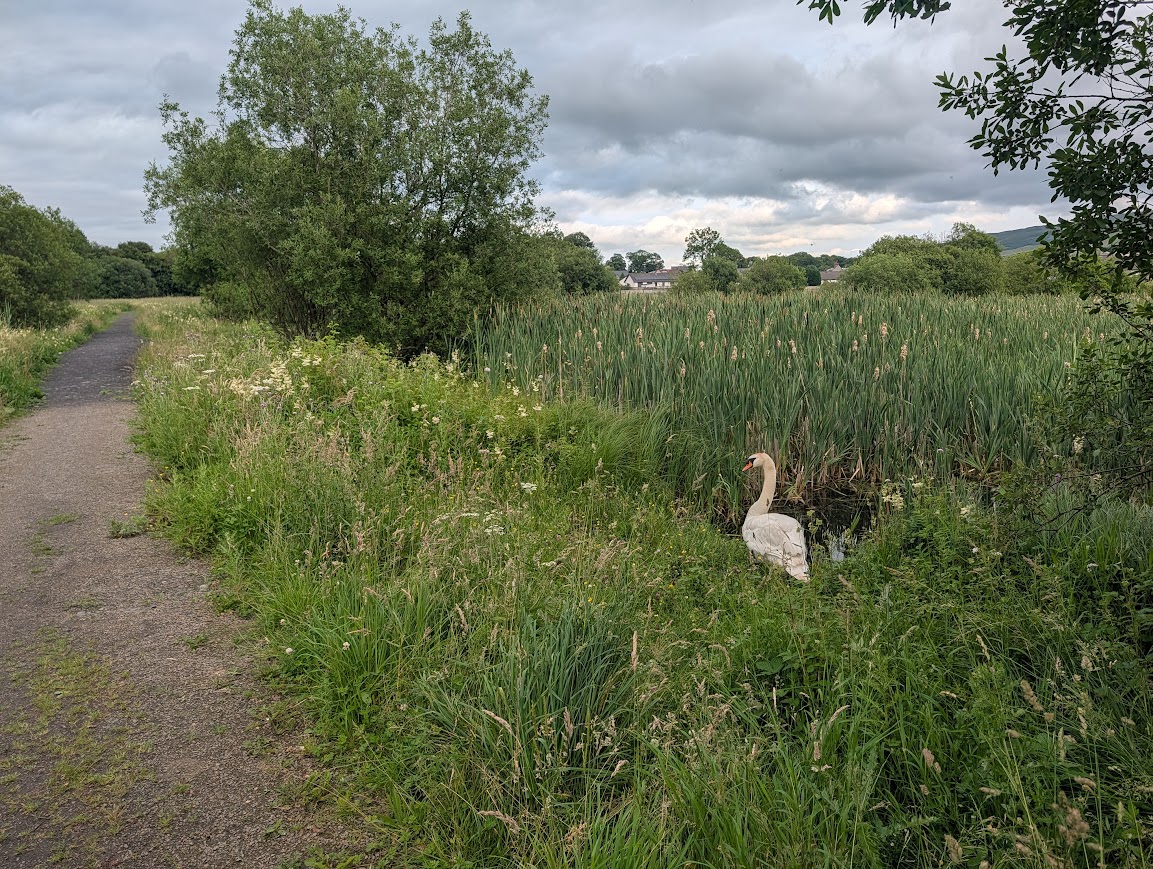 A swan beside one of the paths in the Lagoons