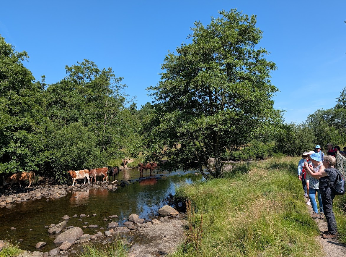 Half a dozen cows sheltering beneath a canopy of trees, their feet in the River Afton on a hot summers day