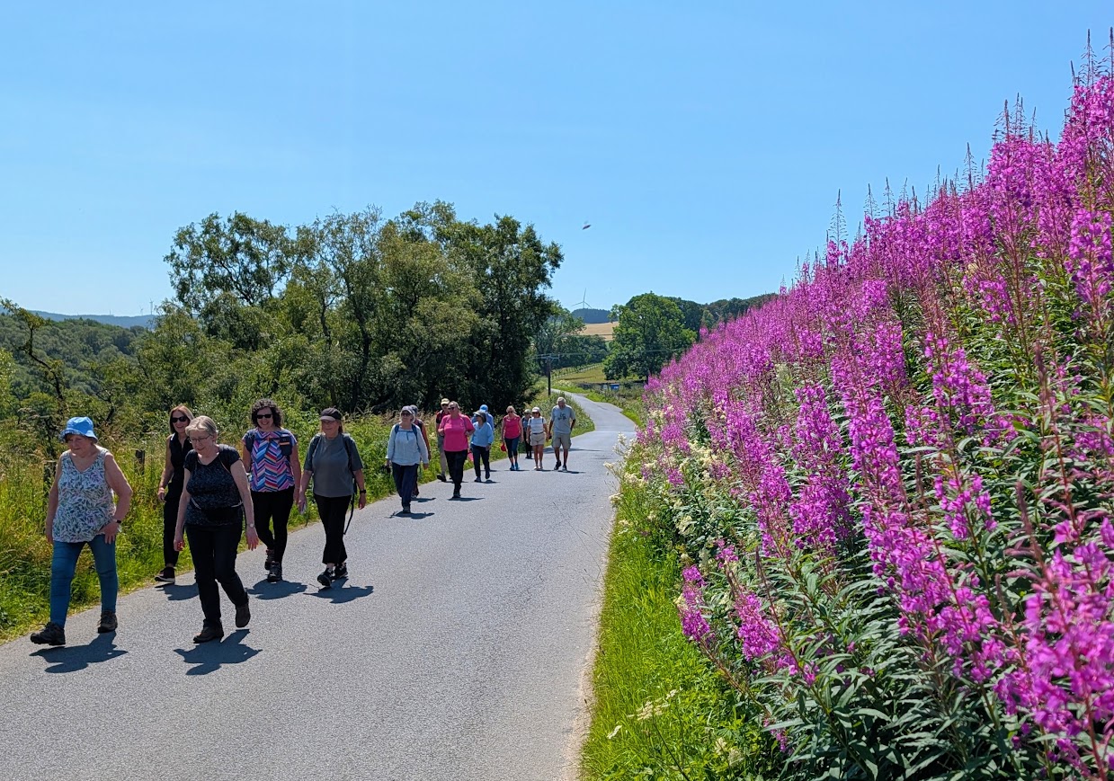 Group walking along the Glen Afton Road beneath a cloudless blue sky, an abundance of pink 'Fireweed' in full bloom.