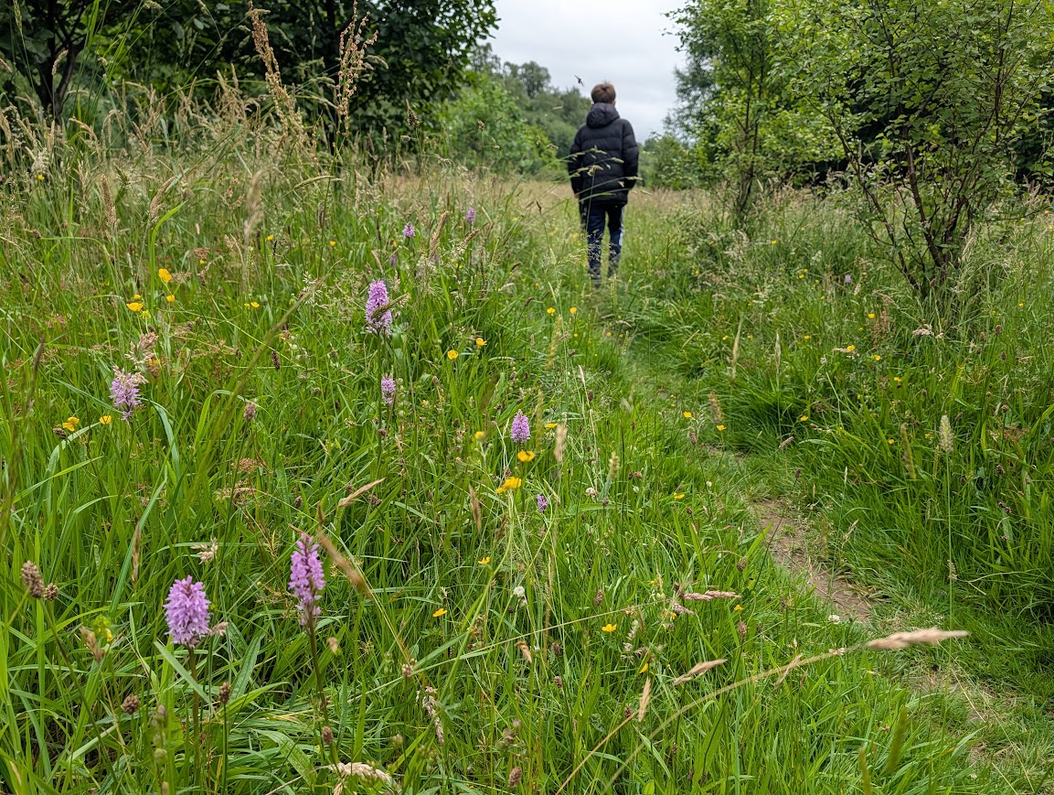 A teenage boy wandering through a meadow filled with buttercups and orchids