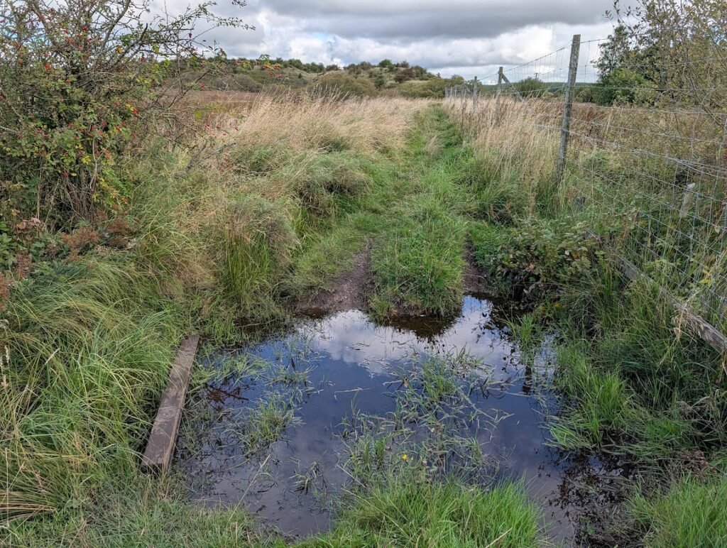 A flooded section of the trail, with a wooden plank being the only way across
