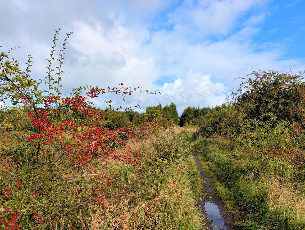 Autumn berries on a hawthorn bush close to the track