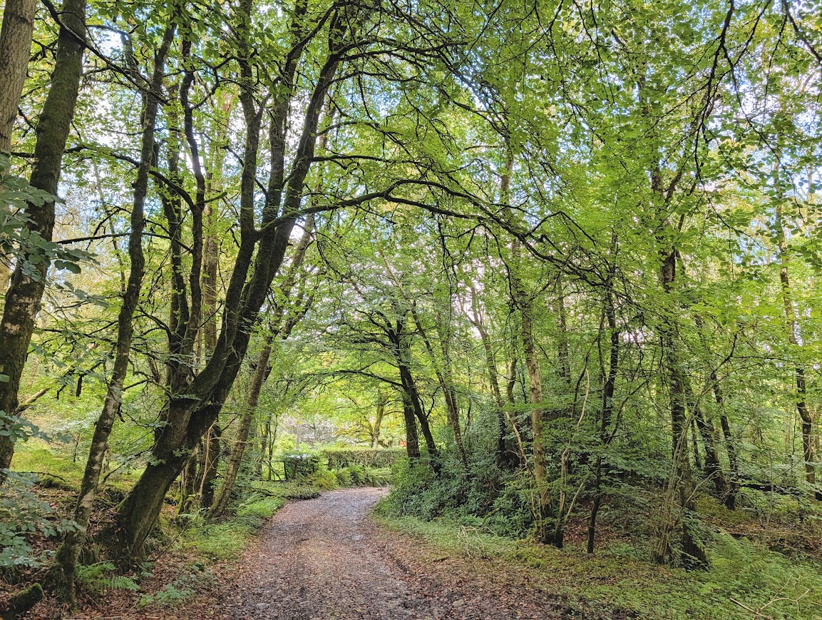 Peaceful woodland trail in summer