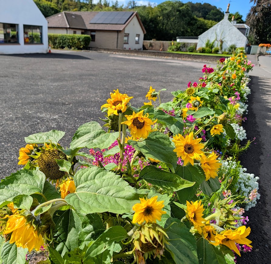 Sunflowers in planters along the edge of the main street in Sorn